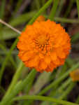 Orange milkwort